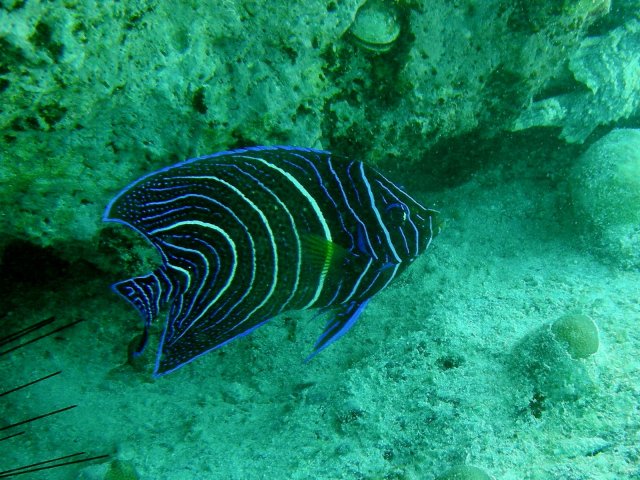 106- Poisson-ange juvenile 
